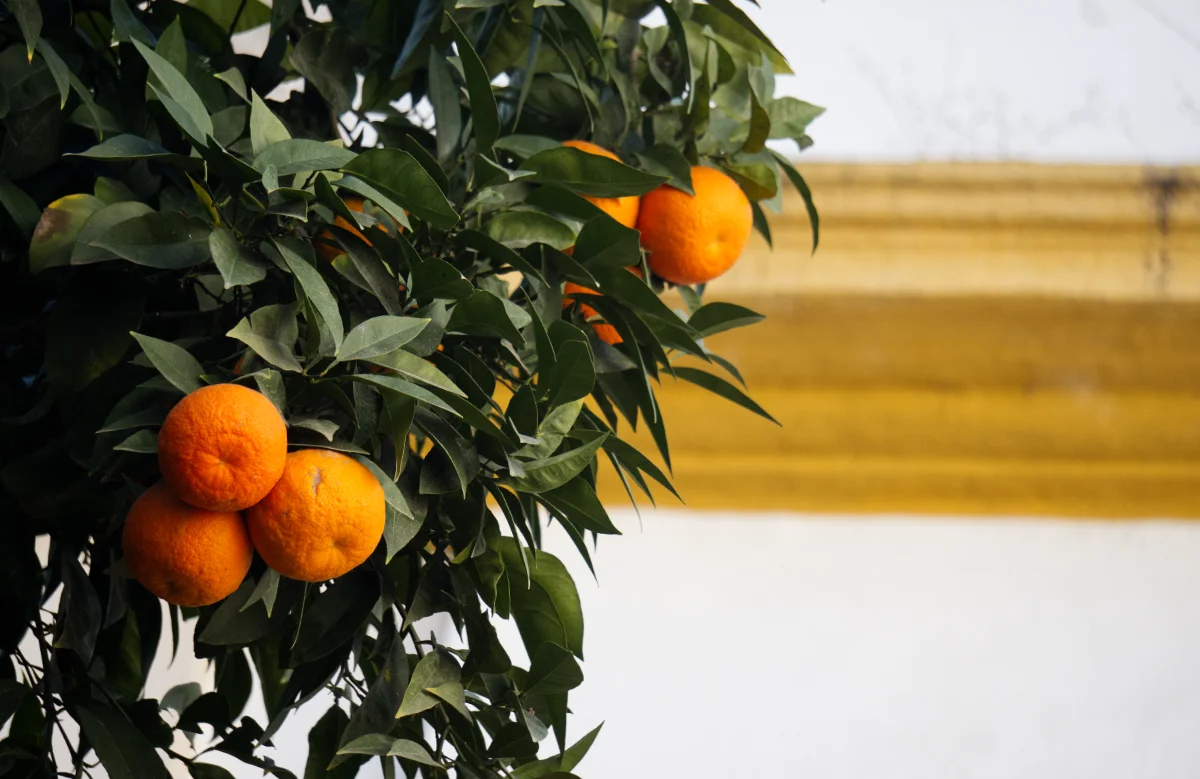 Árbol de naranjas sobre fondo blanco